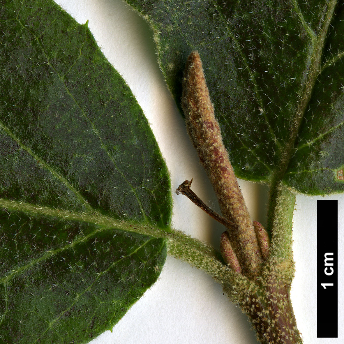 High resolution image: Family: Adoxaceae - Genus: Viburnum - Taxon: ×carlcephalum (V.carlesii × V.macrocephalum f. keteleeri)